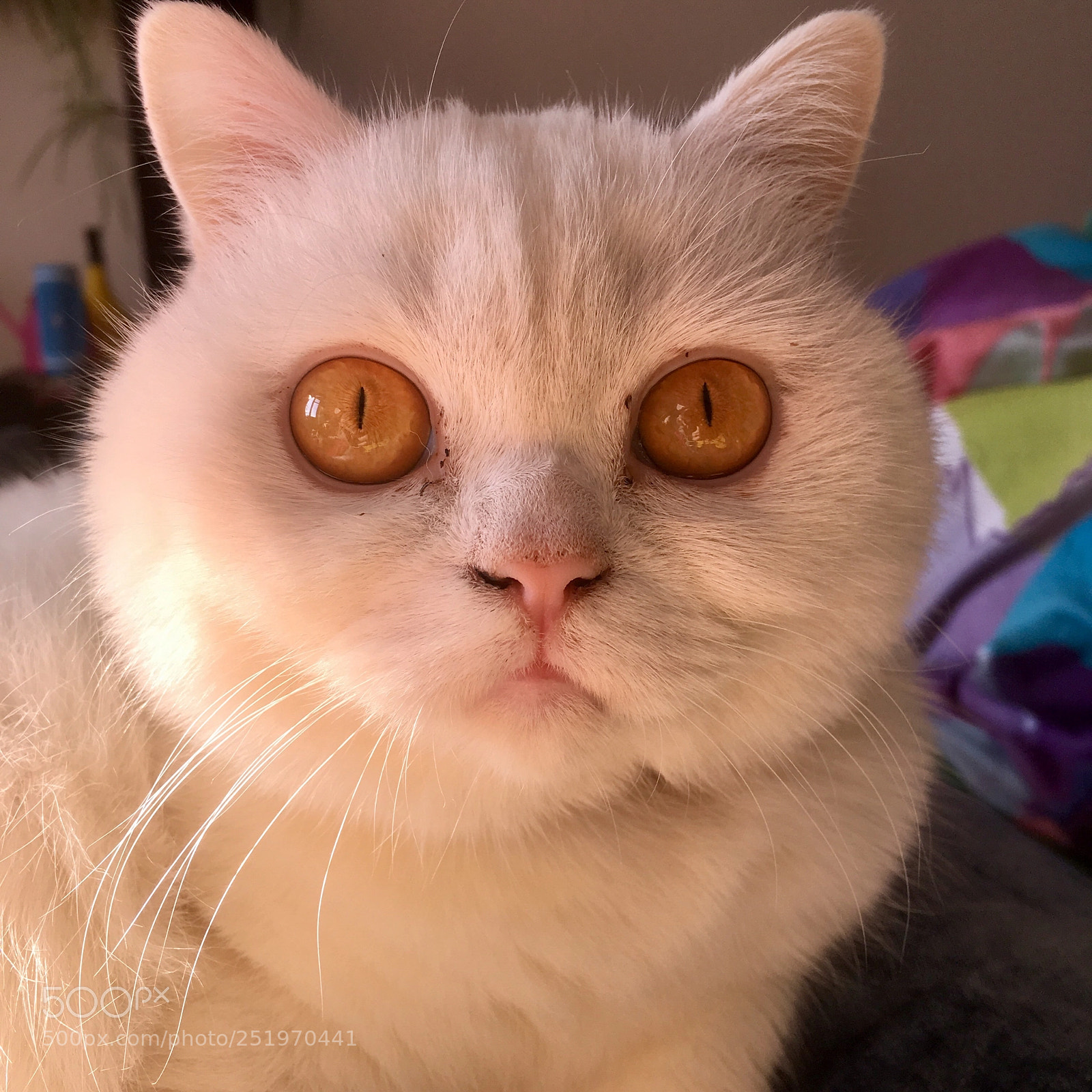 Apple iPhone SE sample photo. My cat ronja photography