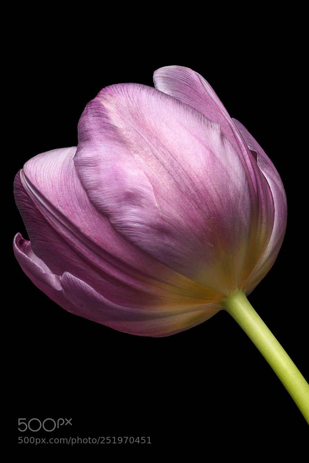 Sony a7R II sample photo. Tulip photography