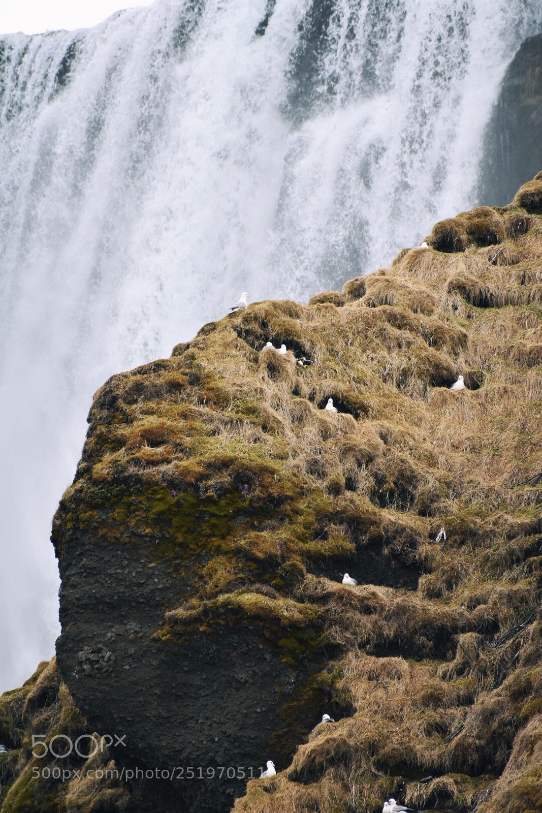 Nikon D3400 sample photo. Birds at a waterfall photography