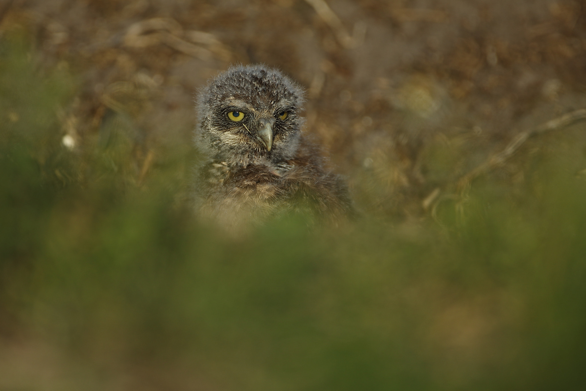 Canon EF 500mm F4L IS USM sample photo. Baby burrowing owl -athene cunicularia photography