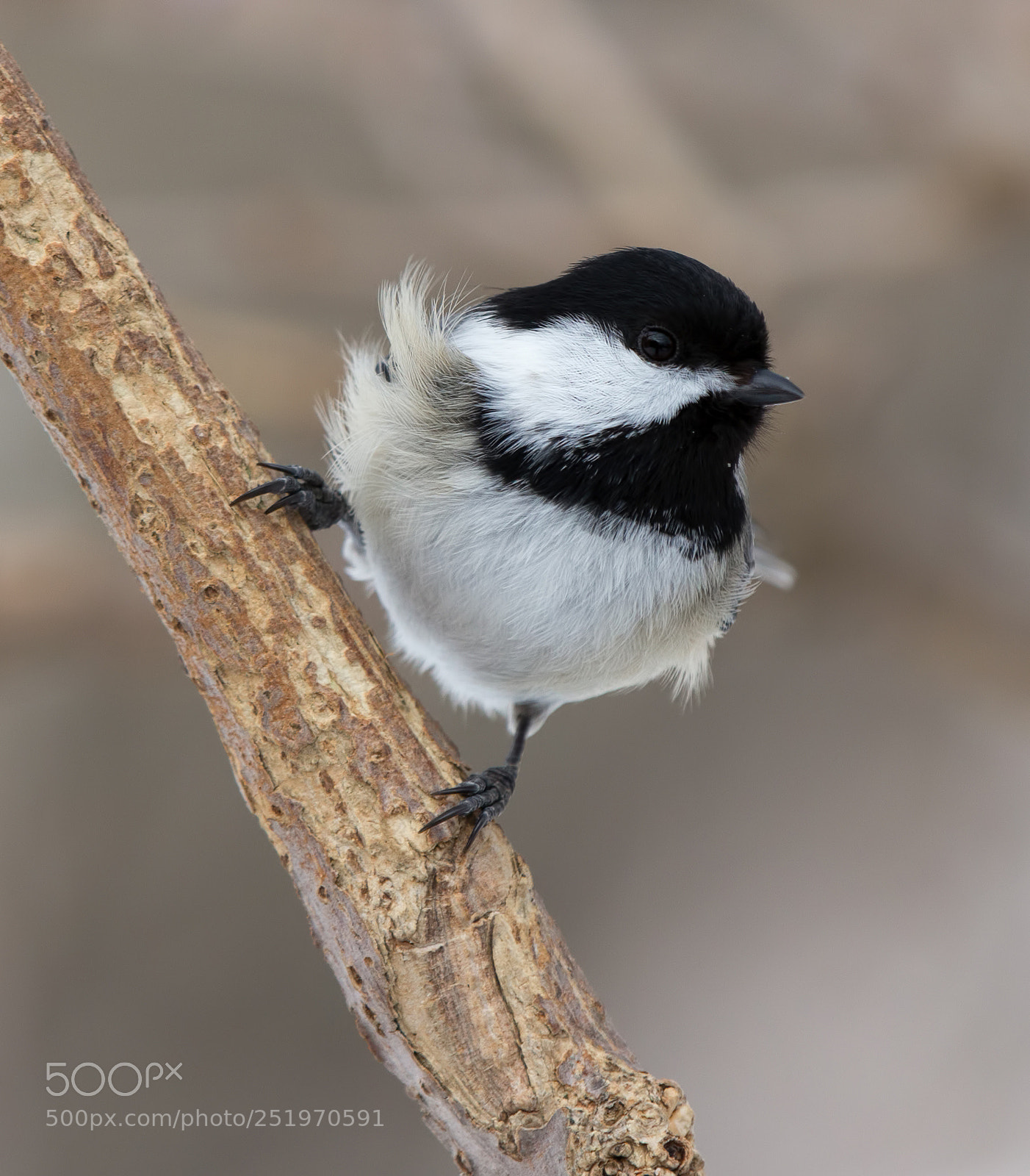Canon EOS 60D sample photo. Black-capped chickadee photography