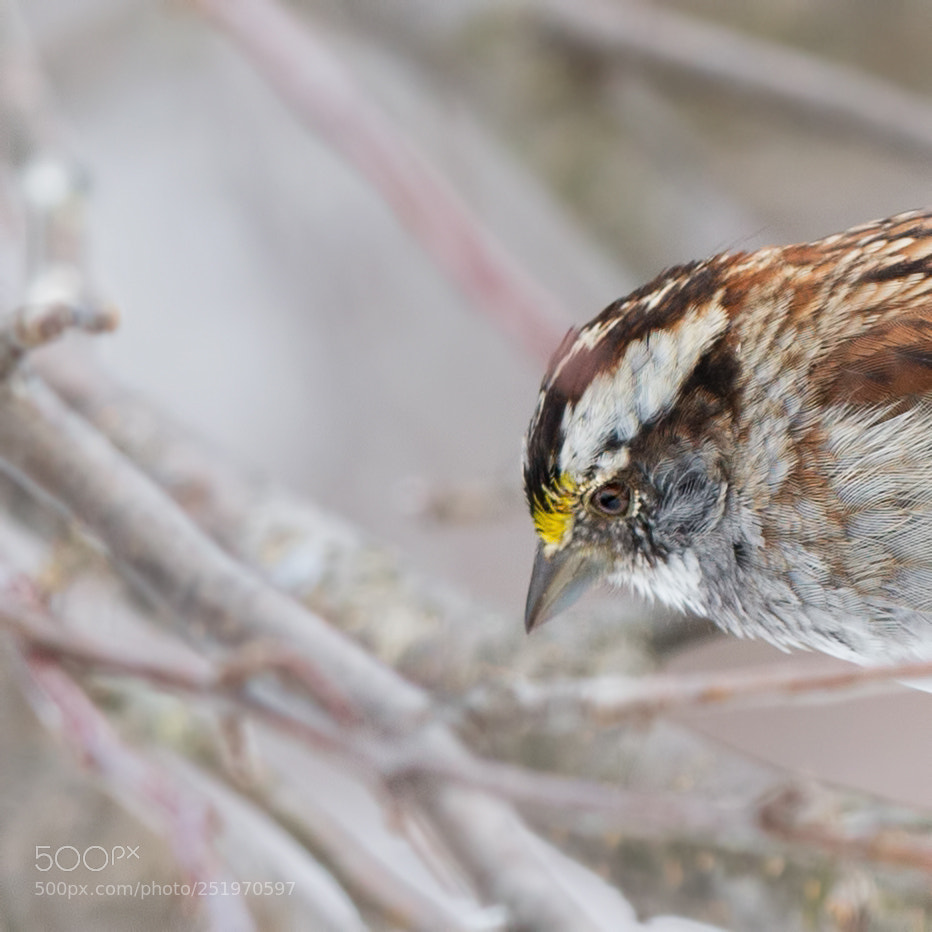 Canon EOS 60D sample photo. White-throated sparrow photography