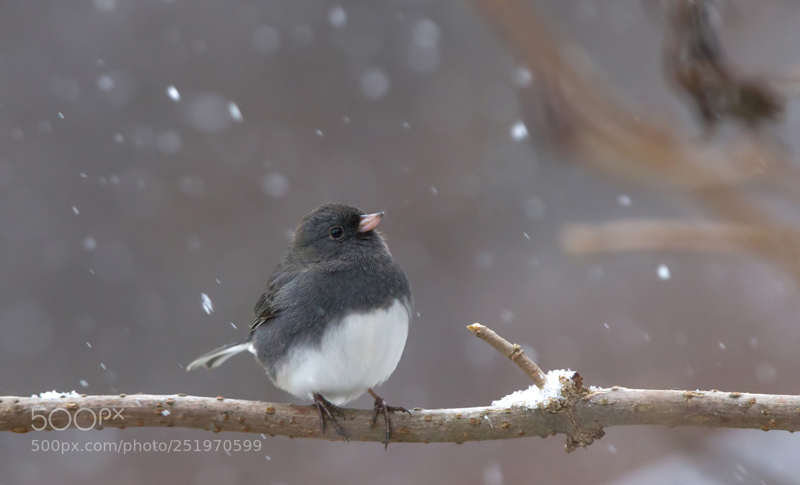 Canon EOS 7D sample photo. Junco photography