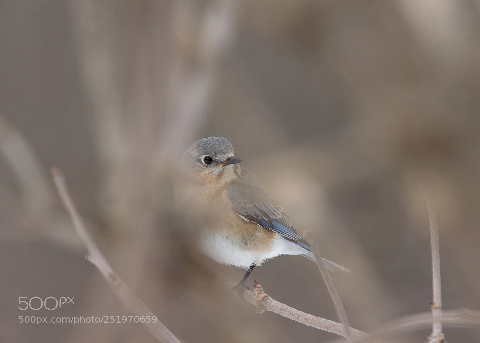 Canon EOS 60D sample photo. Eastern bluebird (female) photography