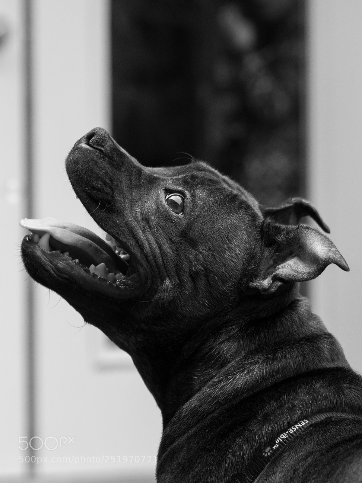 Fujifilm X-T20 sample photo. Staffy bliss photography