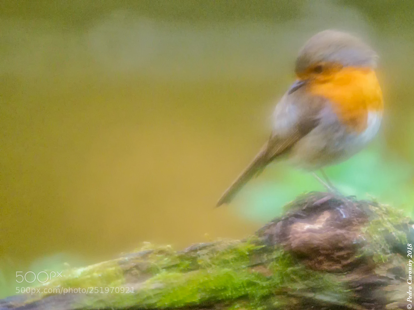 Olympus OM-D E-M1 Mark II sample photo. Petirrojo photography