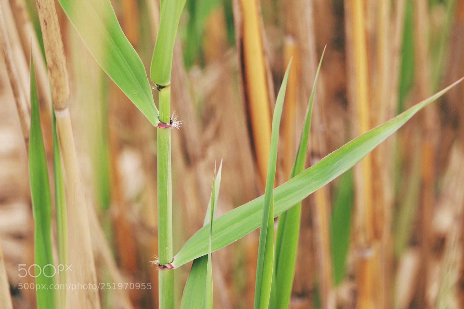 Canon EOS 70D sample photo. Reed photography