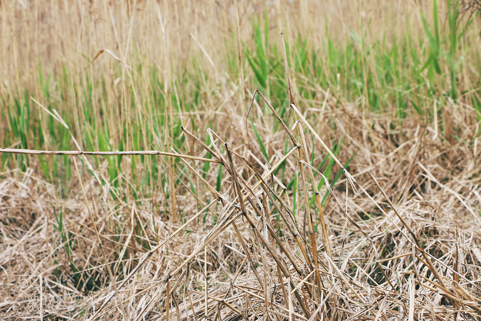 Canon EOS 70D sample photo. Reed photography