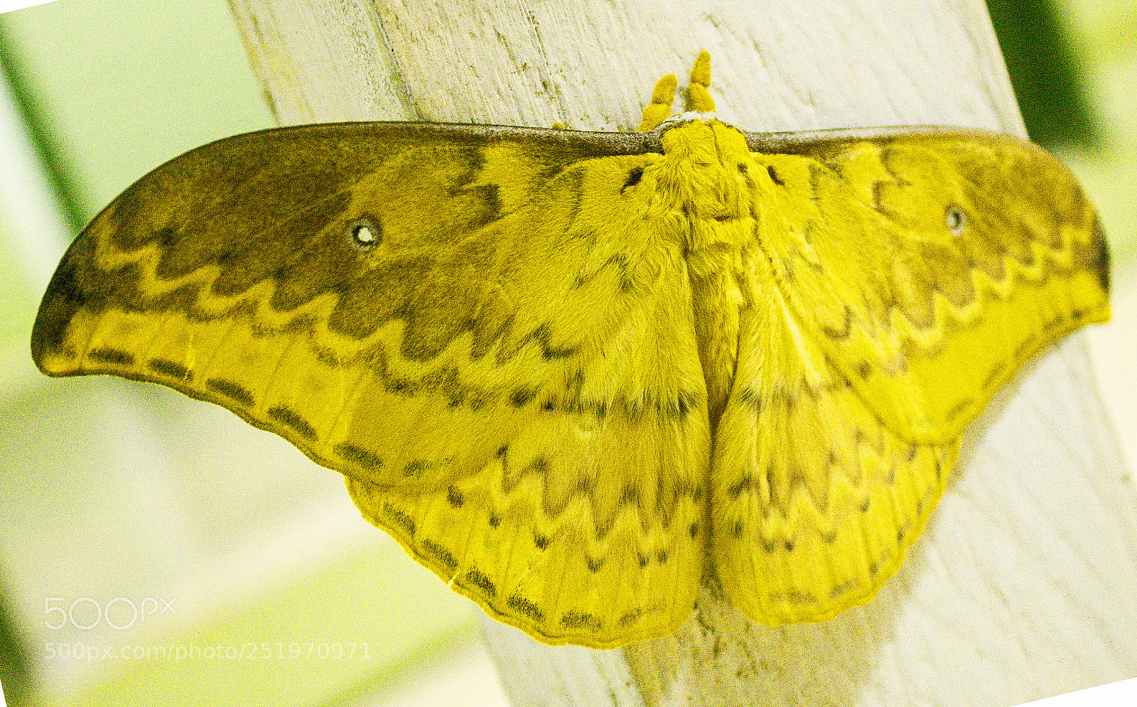 Canon EOS 1200D (EOS Rebel T5 / EOS Kiss X70 / EOS Hi) sample photo. Png-yellow butterfly photography