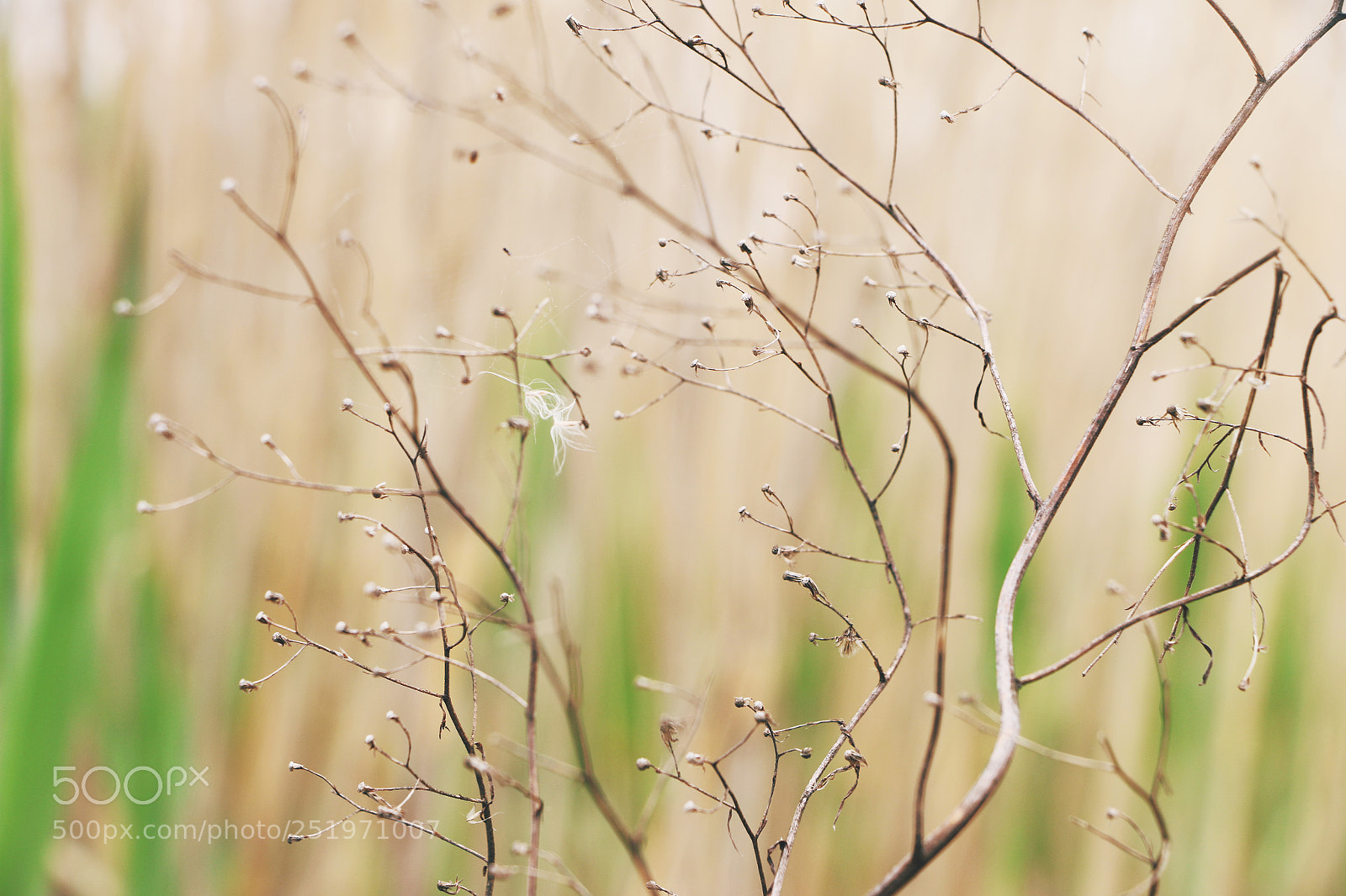 Canon EOS 70D sample photo. Reed photography