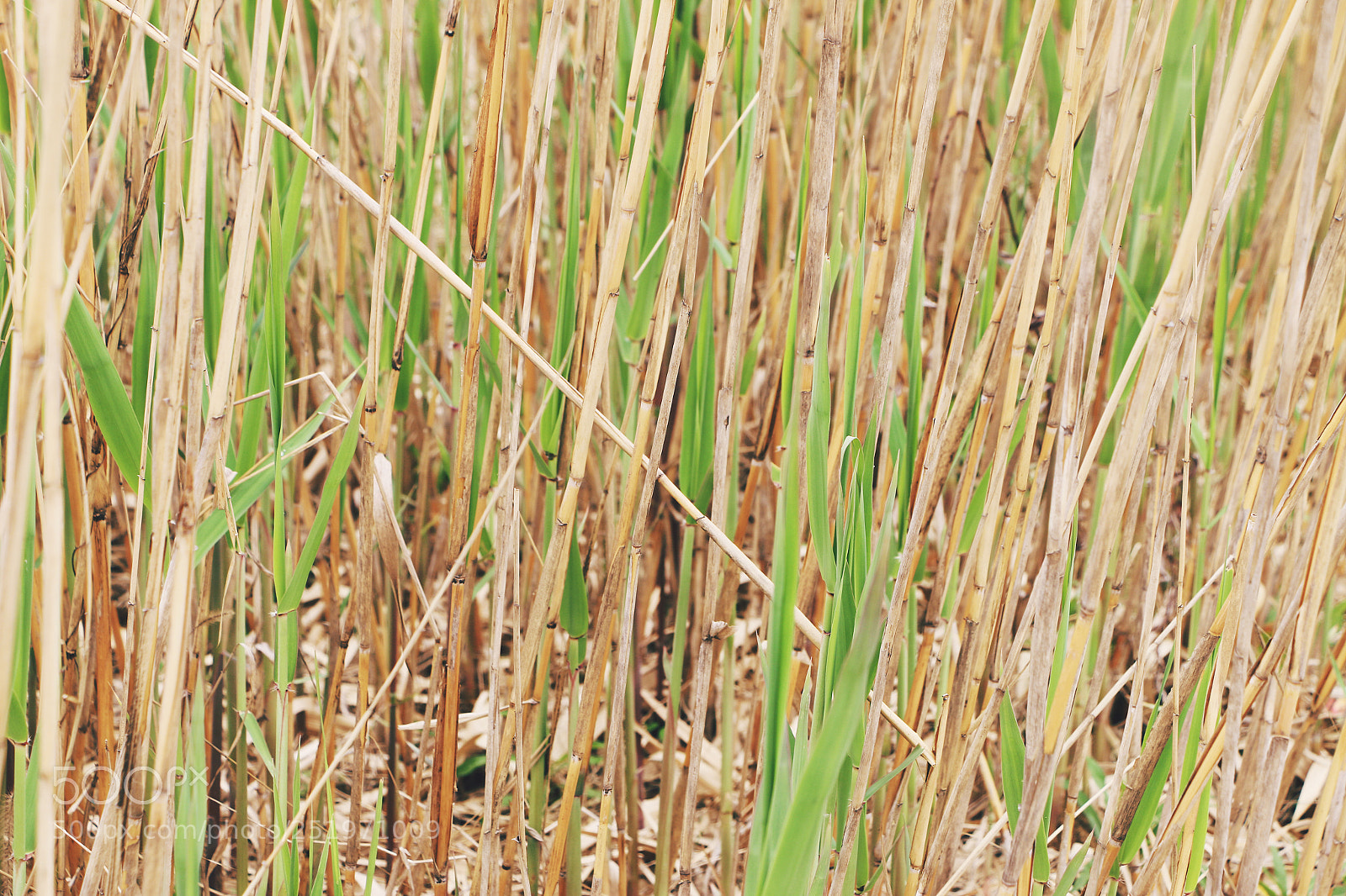 Canon EOS 70D sample photo. Reed photography