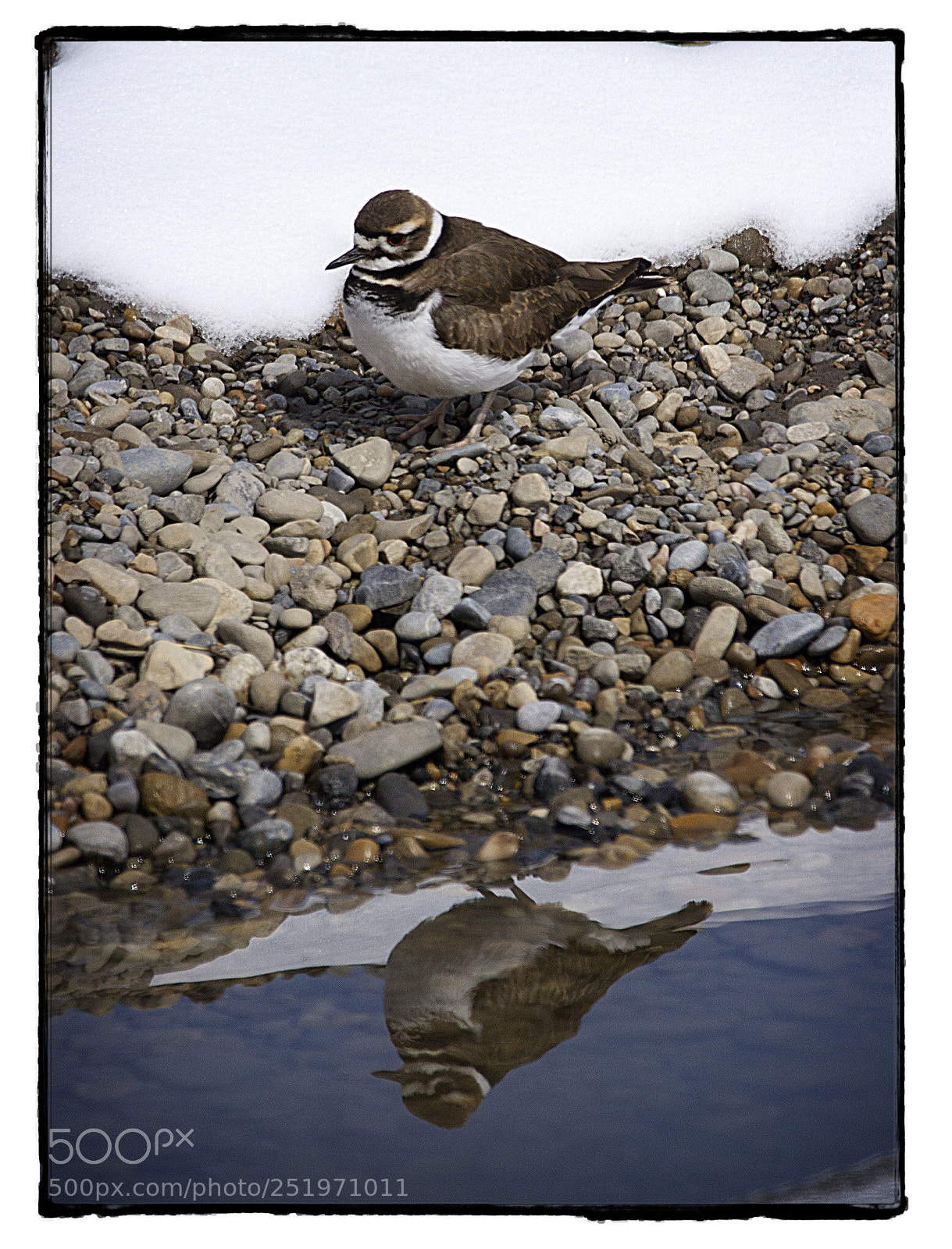 Canon EOS 7D sample photo. Killdeer and reflection. photography