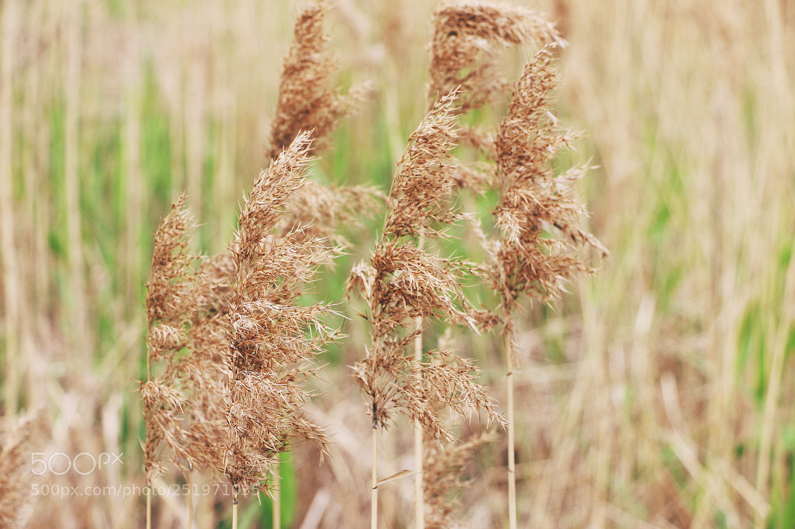 Canon EOS 70D sample photo. Reed photography