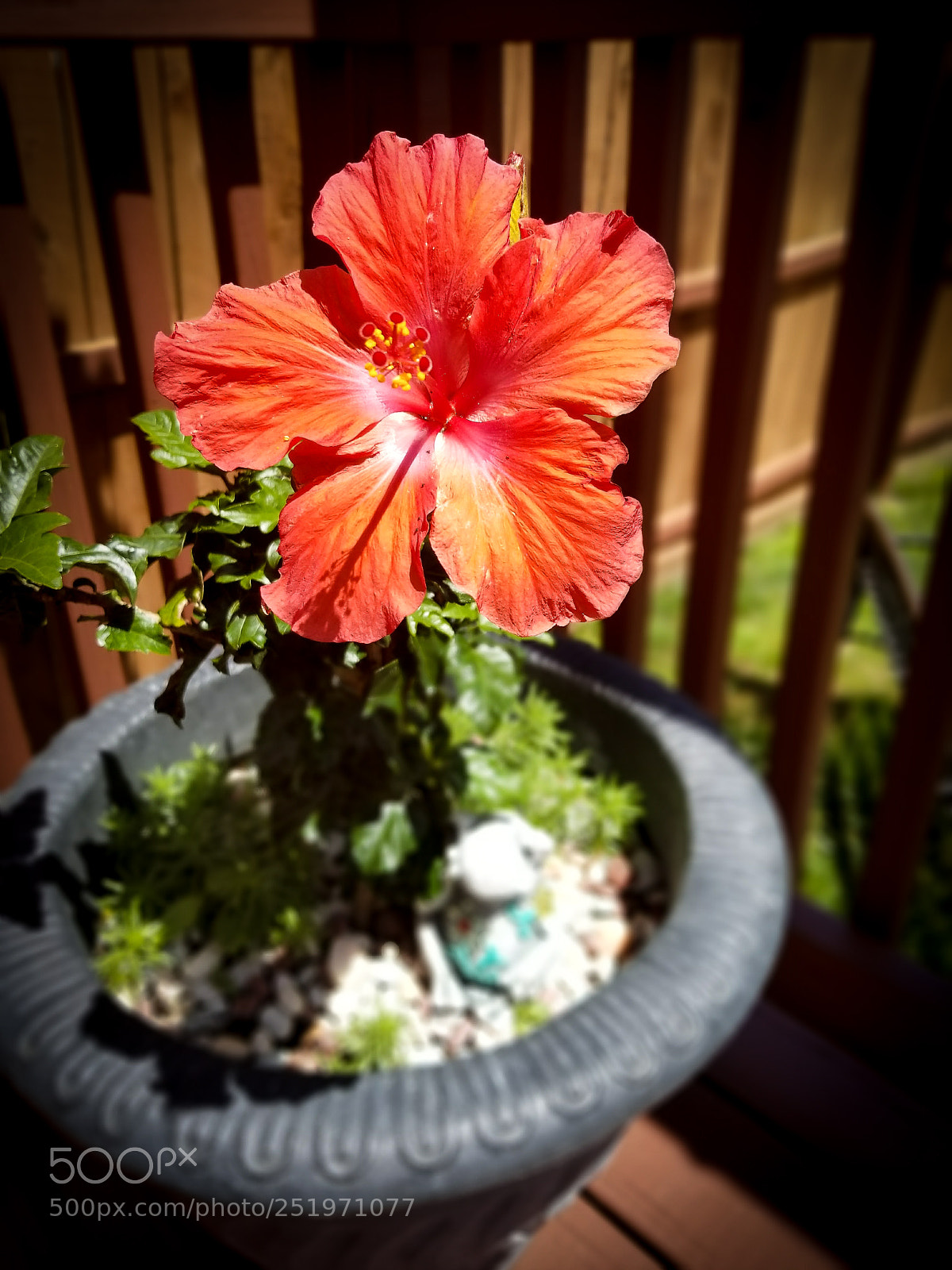Samsung Galaxy S8+ sample photo. Flower of life photography