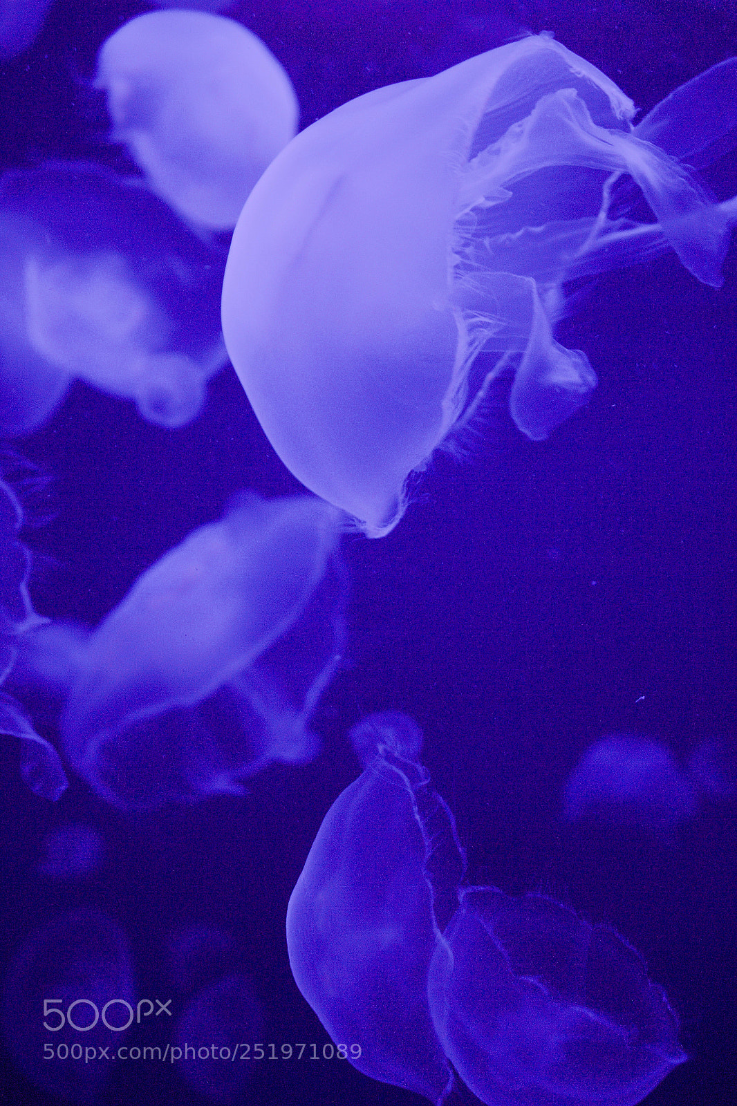 Canon EOS 700D (EOS Rebel T5i / EOS Kiss X7i) sample photo. Jellyfish photography
