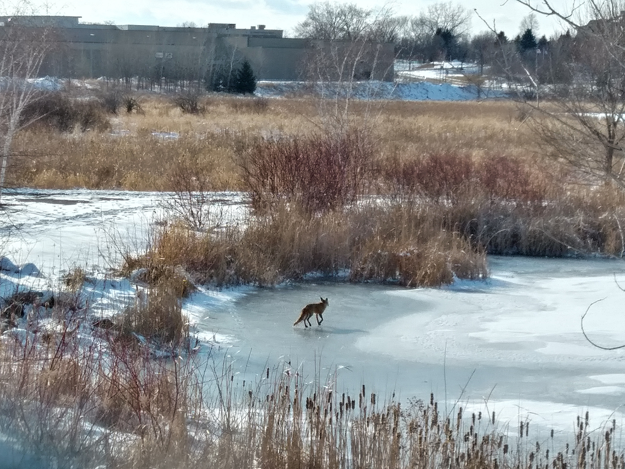 LG STYLO 3 PLUS sample photo. Frozen land photography