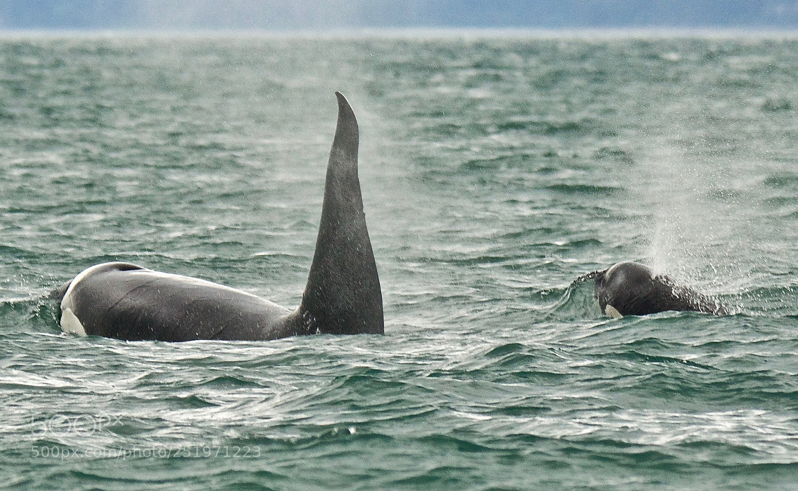 Sony ILCA-77M2 sample photo. Orca and his mama photography