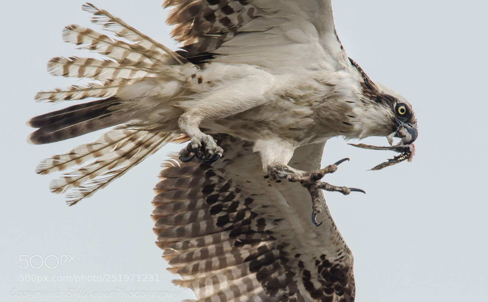 Nikon D7000 sample photo. Osprey victory lap photography