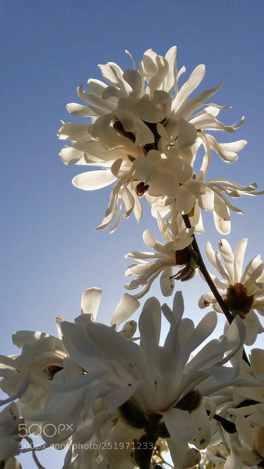 LG G4 sample photo. Magnolia blossoms photography