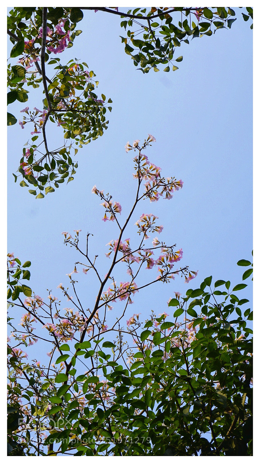 Sony a6000 sample photo. Hoa photography