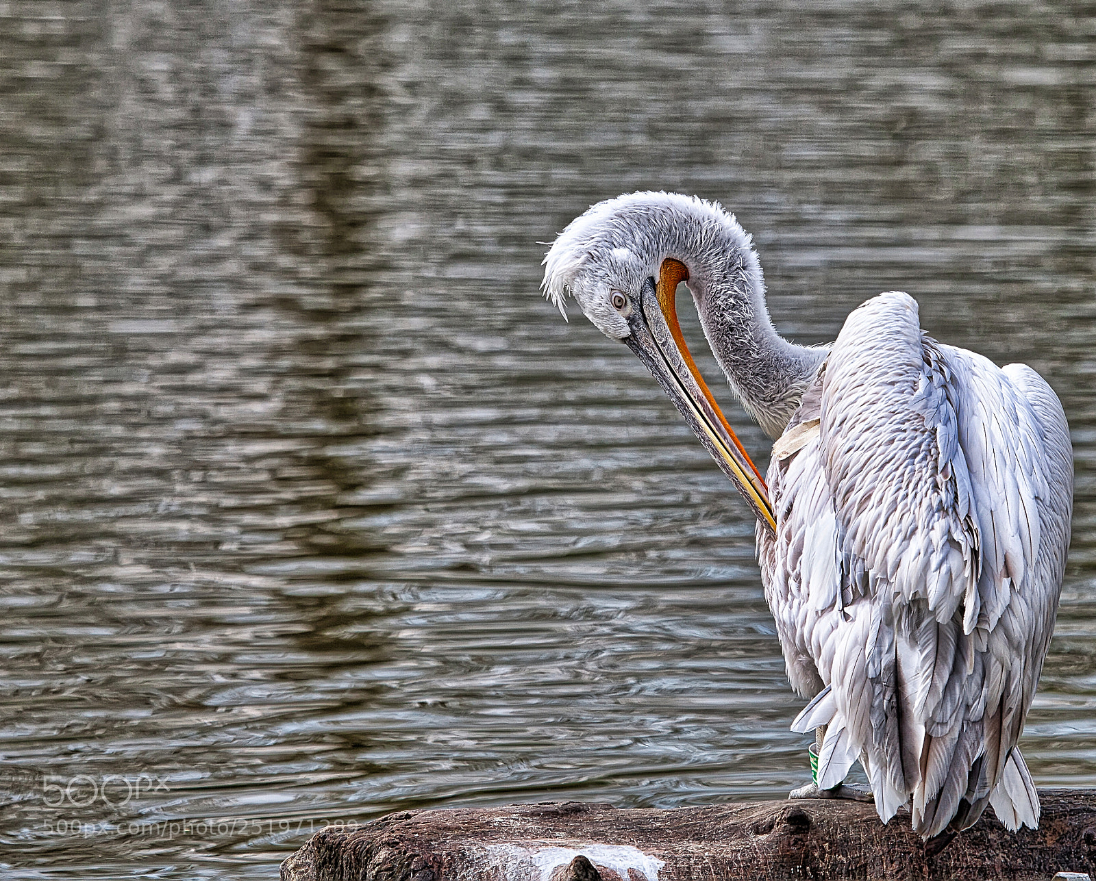 Canon EOS 5D Mark II sample photo. Pélican frisé photography