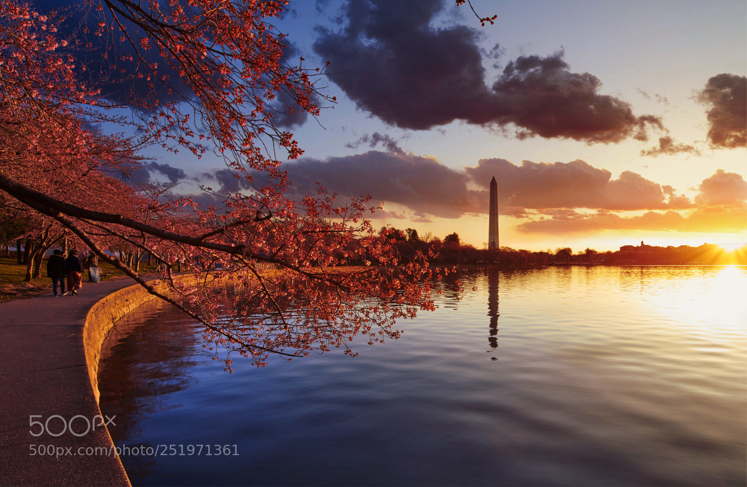 Nikon D850 sample photo. Cherry blossom in washington photography