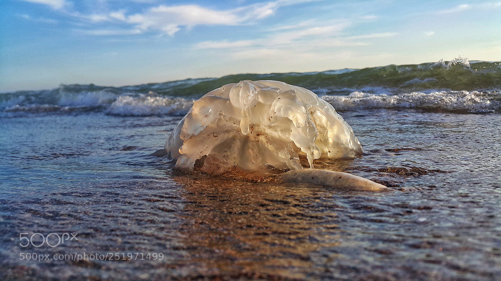 Samsung Galaxy Note4 sample photo. Jellyfish photography