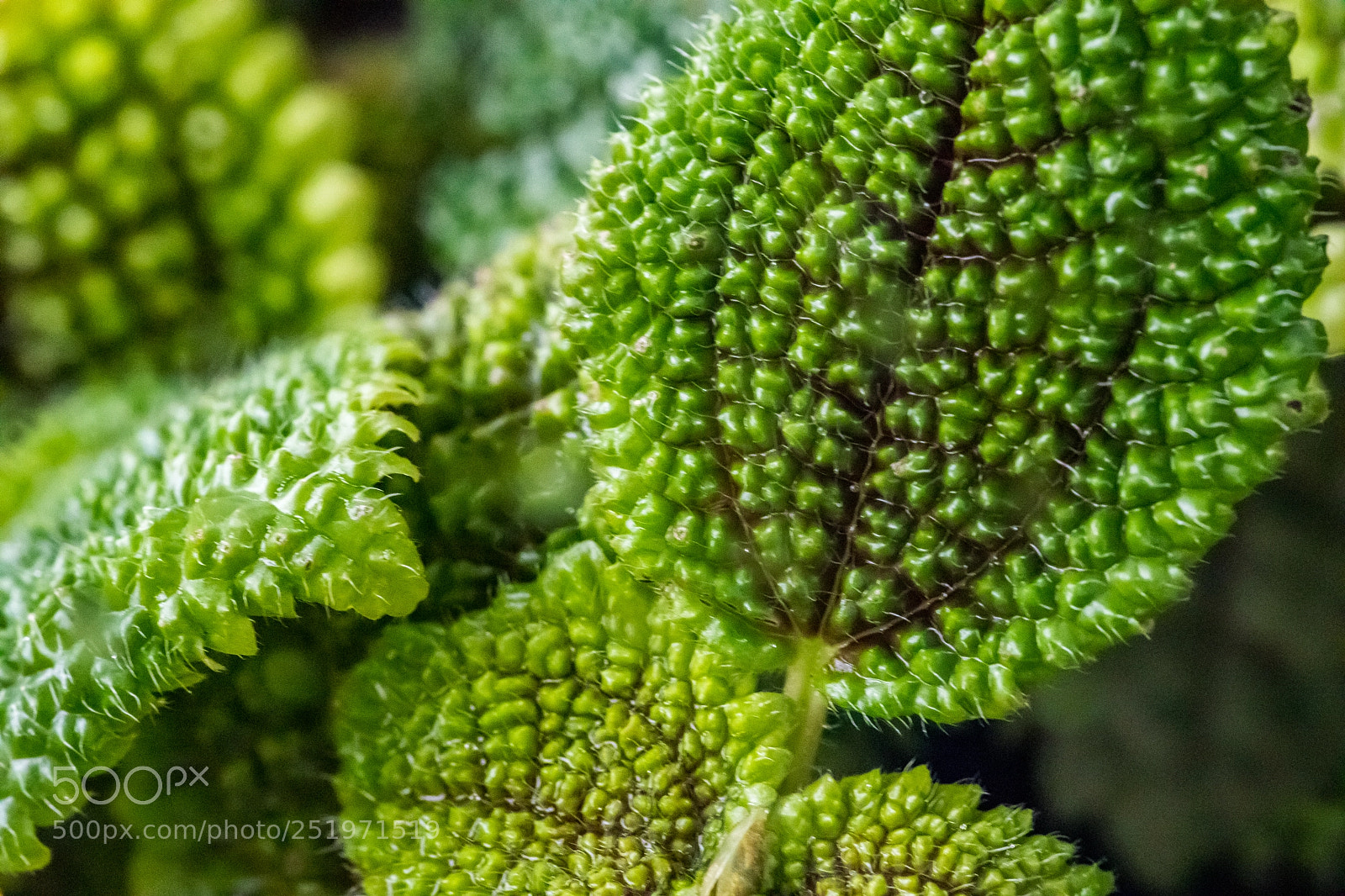 Canon EOS 5D Mark IV sample photo. Texture attentive photography