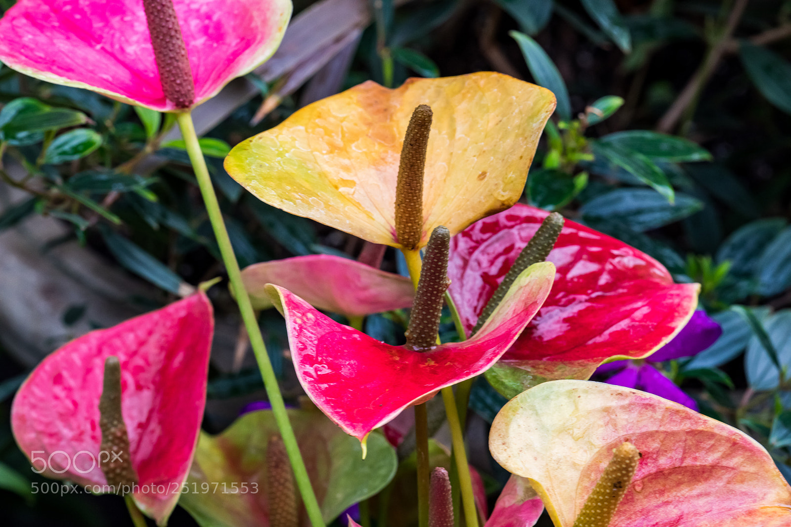 Canon EOS 5D Mark IV sample photo. Harmony photography