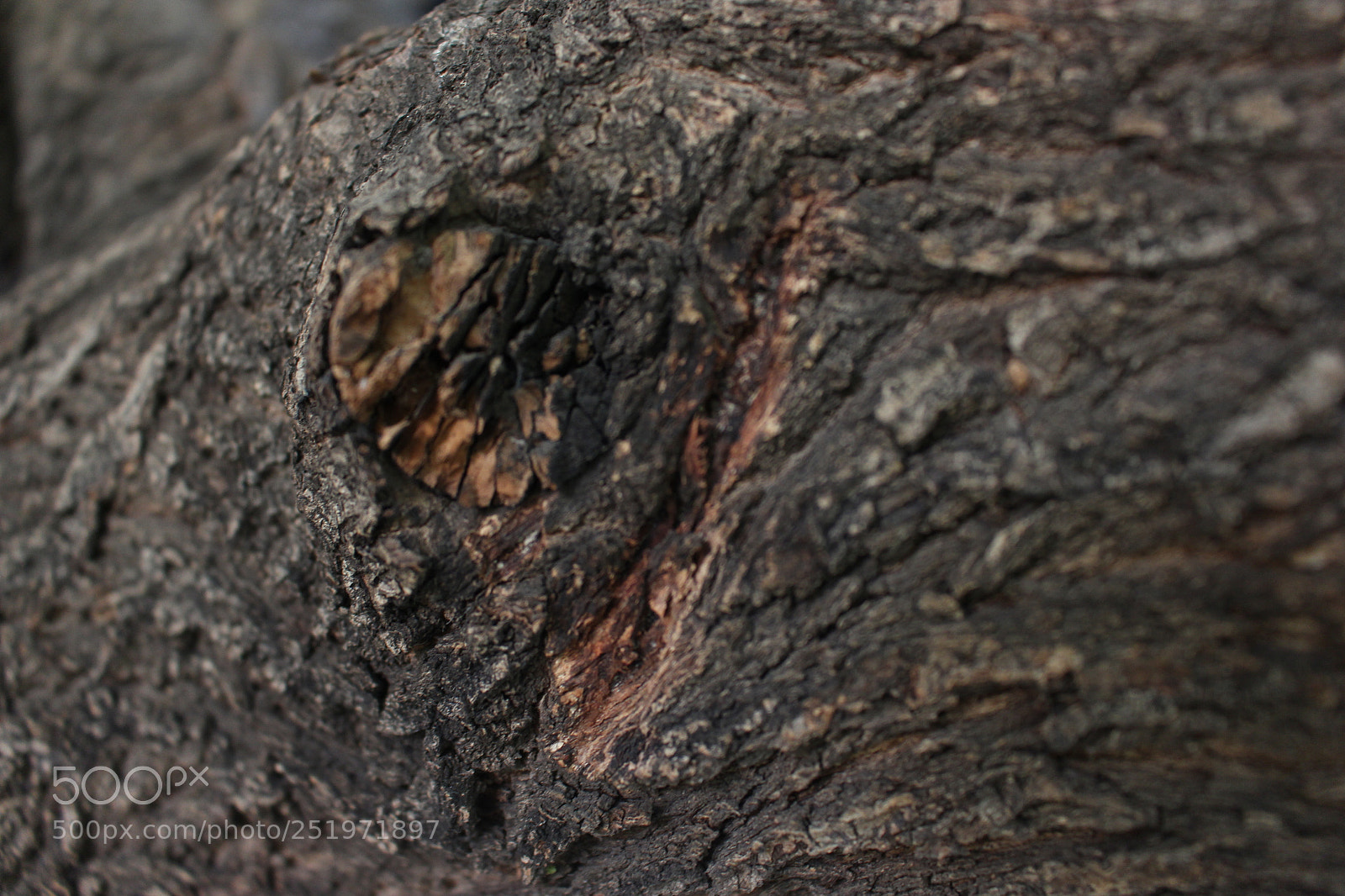 Canon EOS 700D (EOS Rebel T5i / EOS Kiss X7i) sample photo. Tree photography