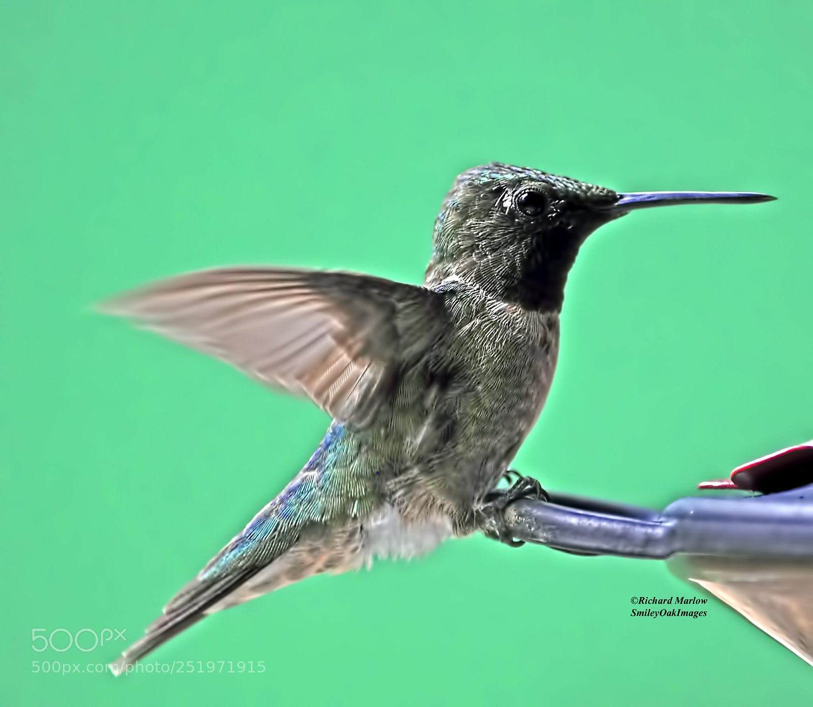 Nikon D5000 sample photo. Hummingbird photography
