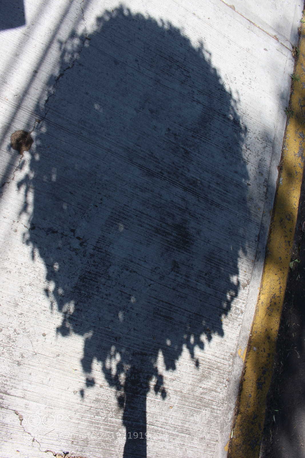 Canon EOS 700D (EOS Rebel T5i / EOS Kiss X7i) sample photo. Shadow of a tree photography