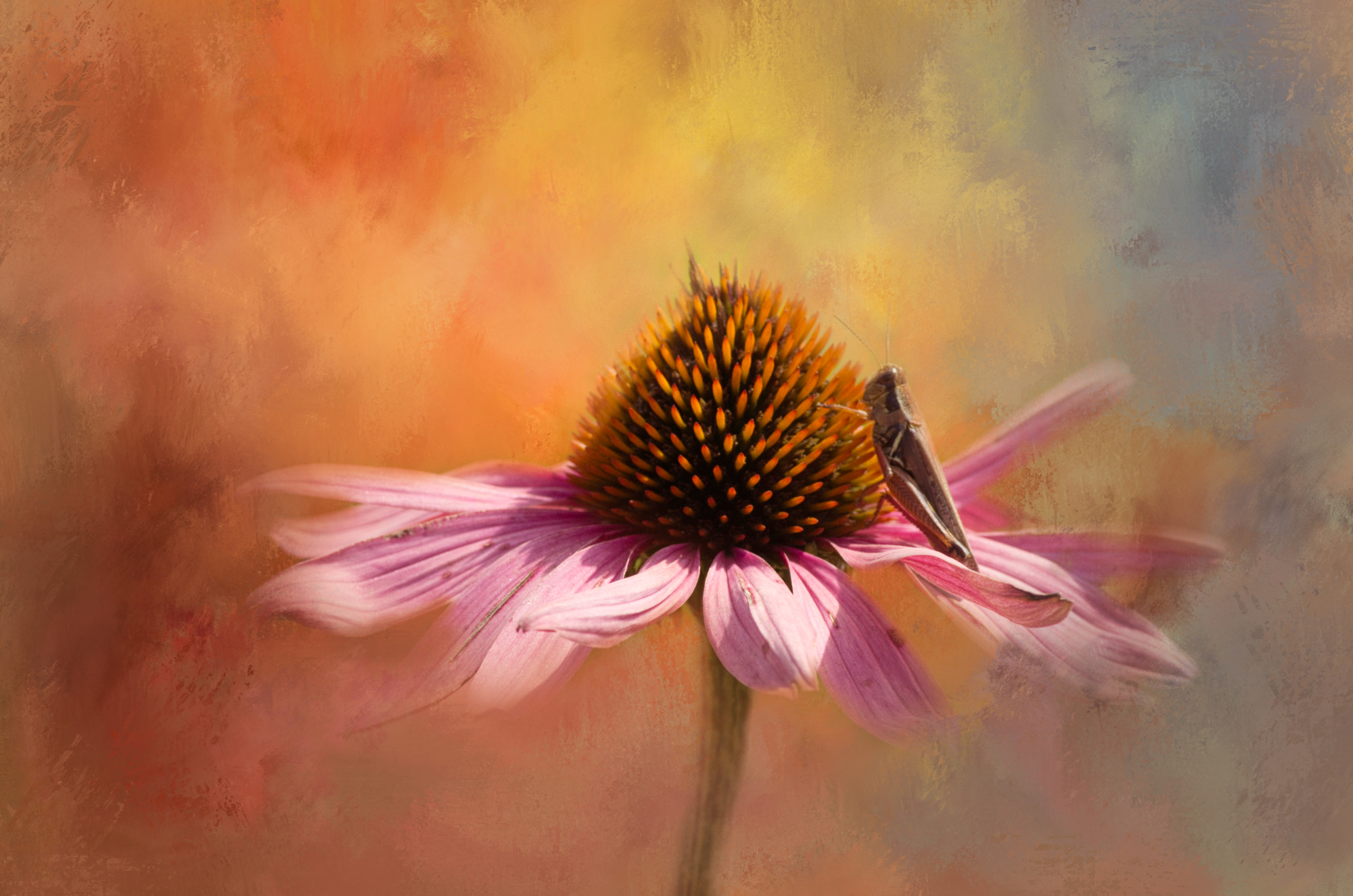 Nikon D7000 sample photo. Coneflower photography