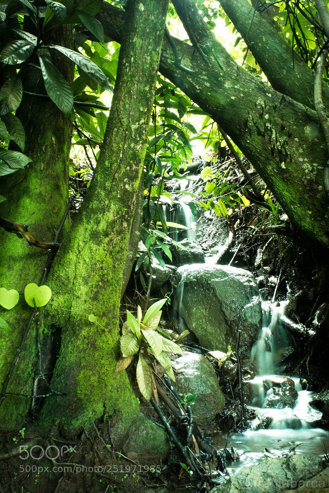 Nikon D5500 sample photo. Fja photography