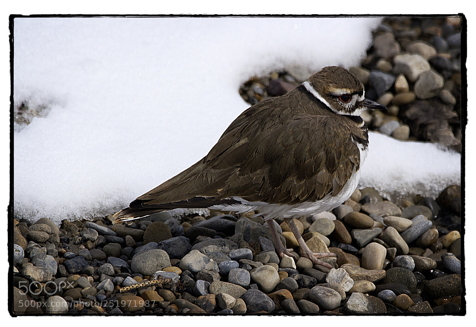 Canon EOS 7D sample photo. Killdeer on a snowy photography