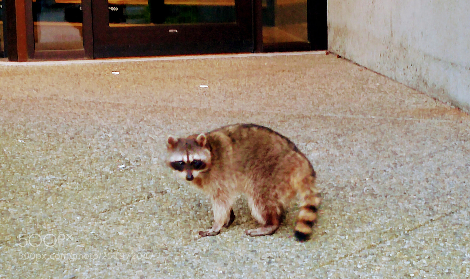 LG G4 sample photo. Raccoon patrol photography