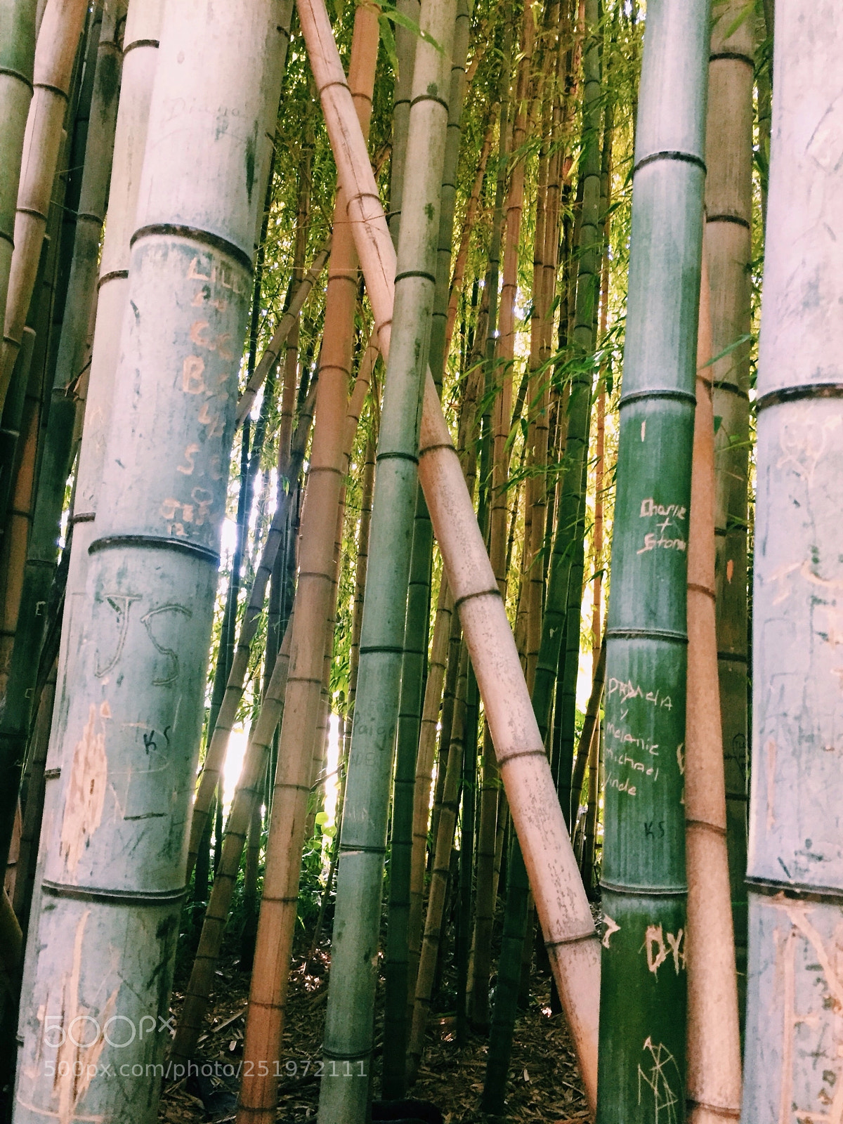 Apple iPhone 6 sample photo. Panda express  photography