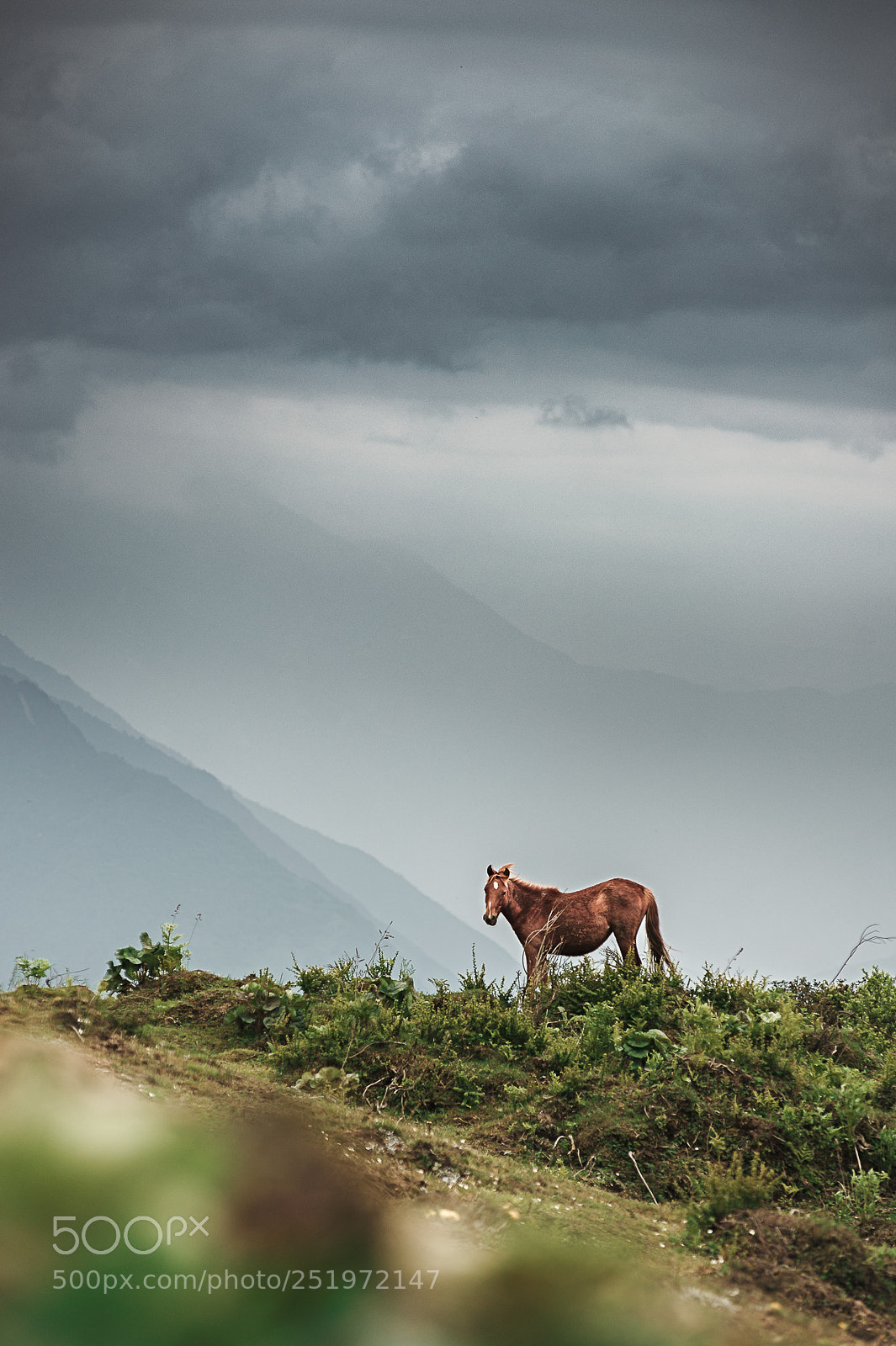 Nikon D700 sample photo. Horse photography