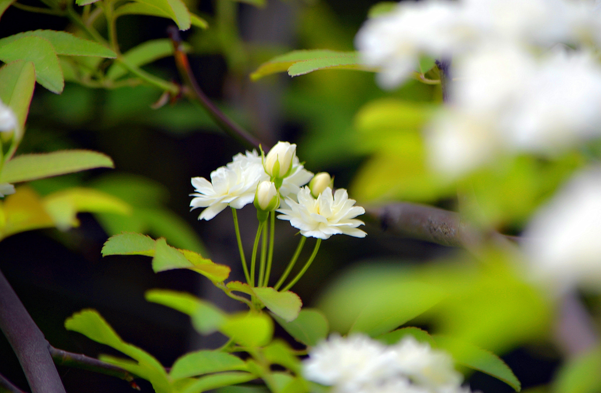 Nikon D3100 sample photo. 春 photography