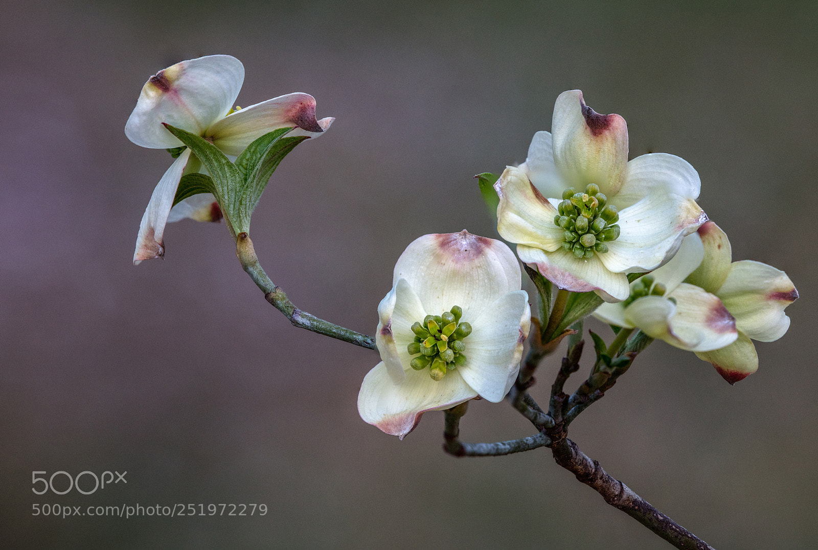 Canon EOS 5DS R sample photo. Dogwood tree blossom photography