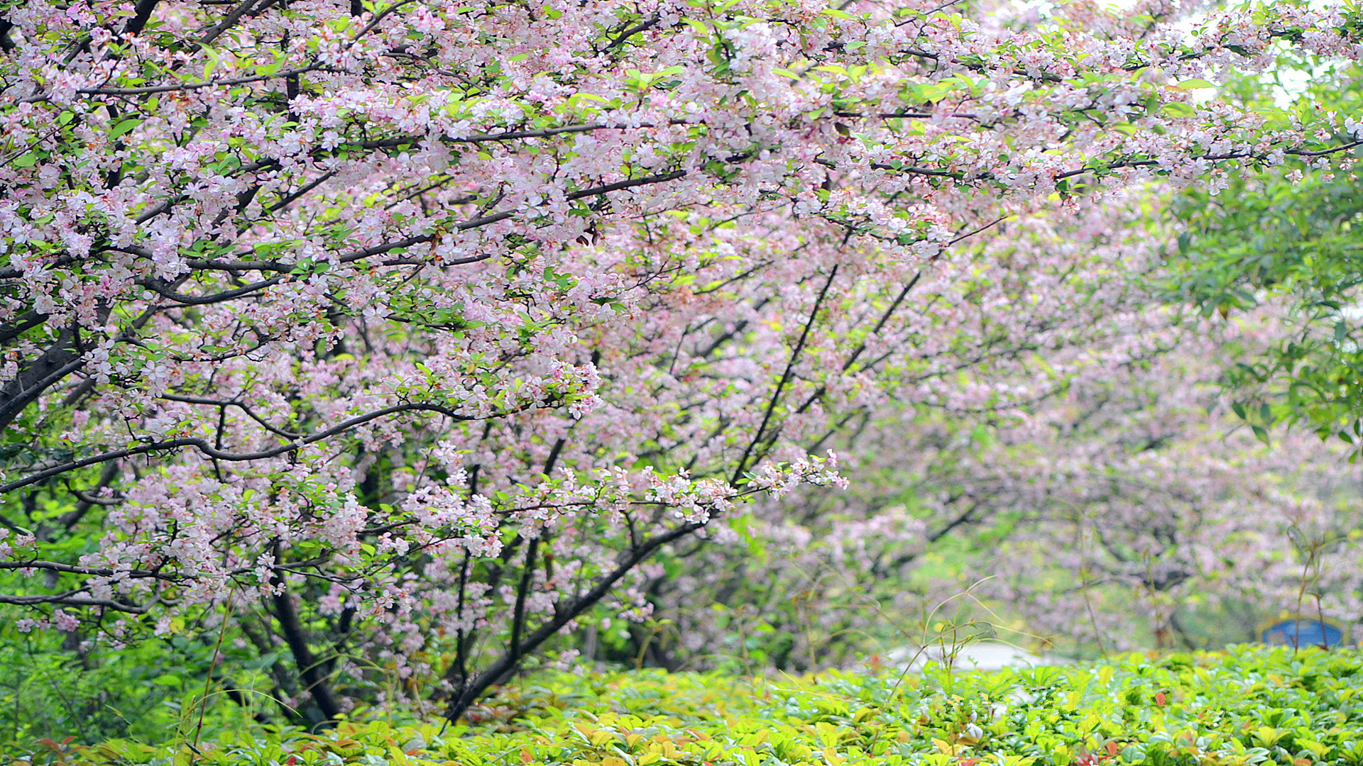 Nikon D3100 sample photo. 春 photography