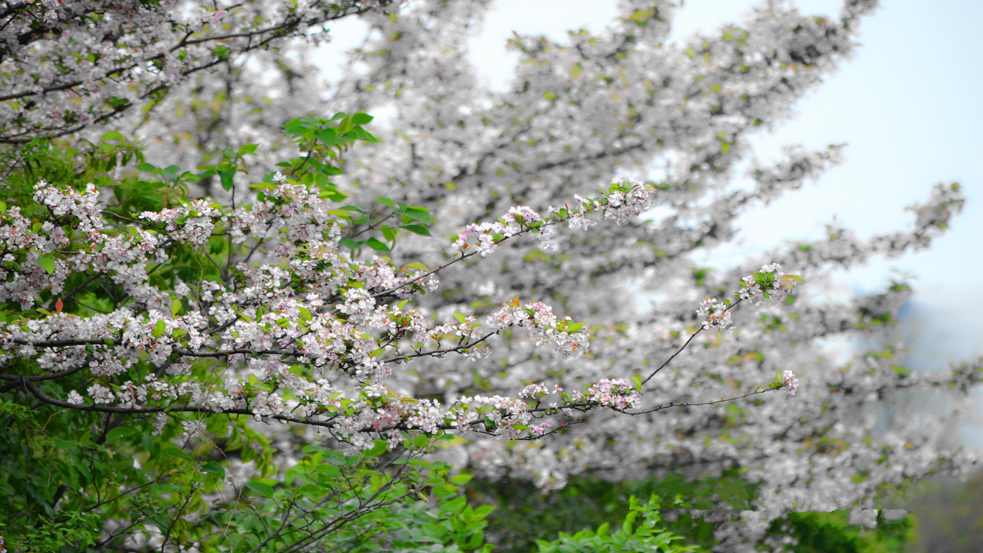 Nikon D3100 sample photo. 春 photography
