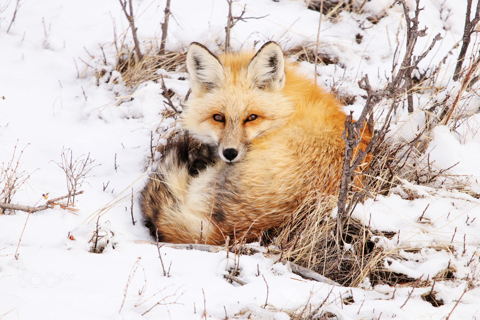 Canon EOS 80D sample photo. Little red fox photography
