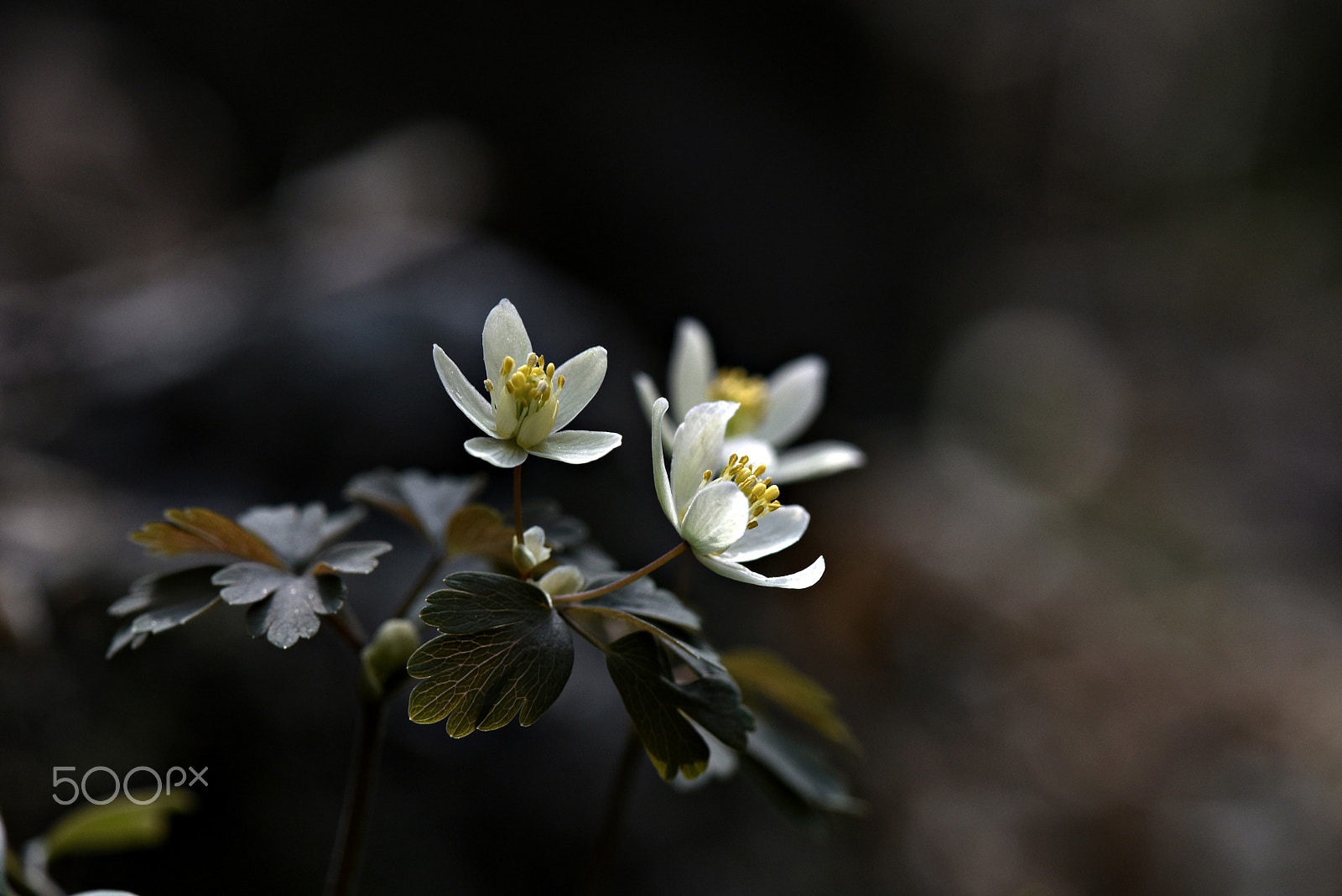 Nikon AF-S Micro-Nikkor 105mm F2.8G IF-ED VR sample photo. Wildflowers photography