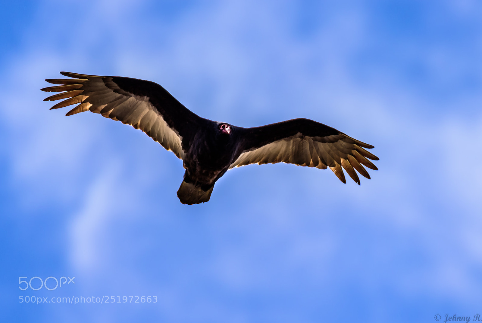 Nikon D810 sample photo. Eagle- bird of prey photography