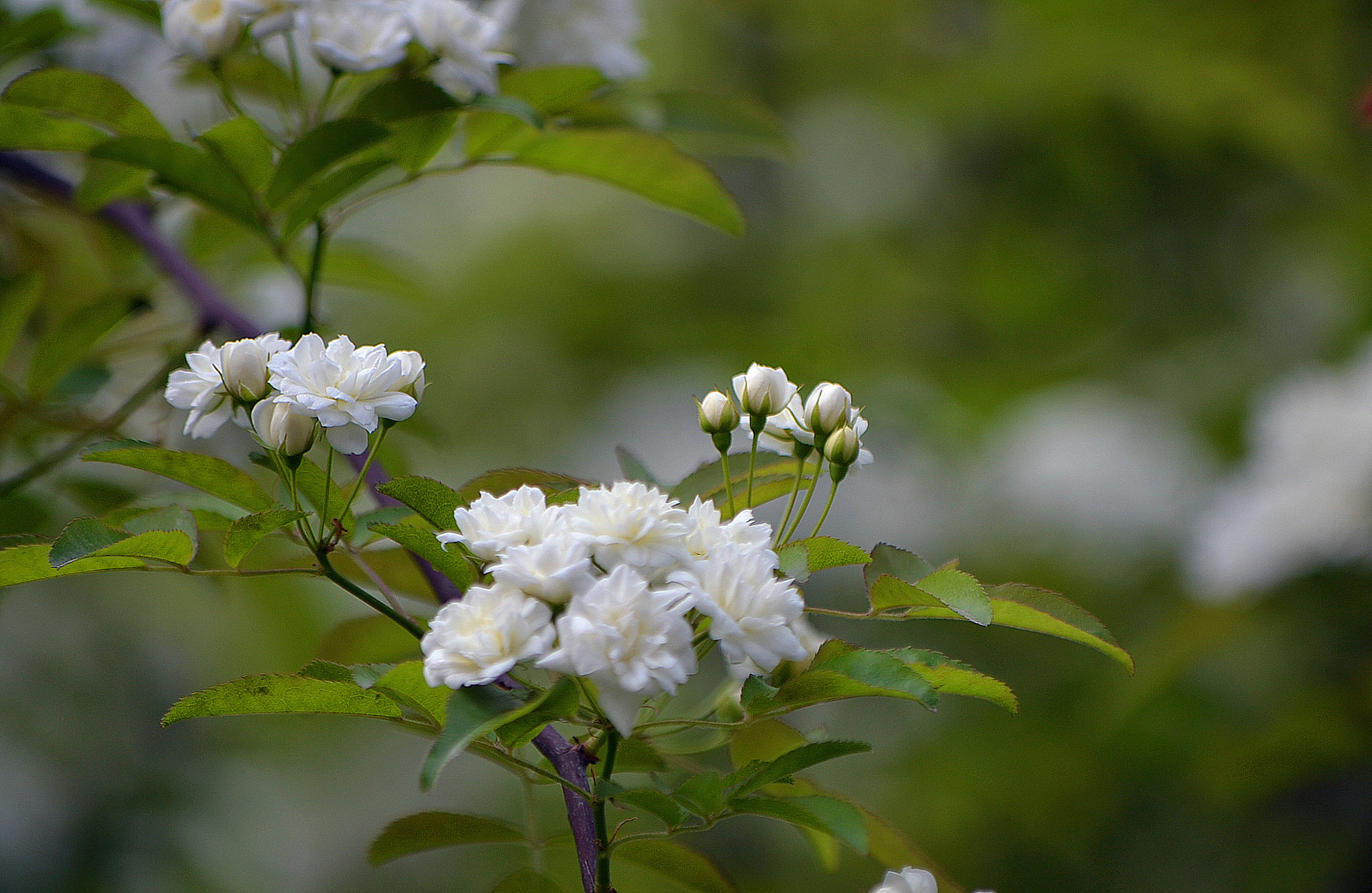 Nikon D3100 sample photo. 春 photography