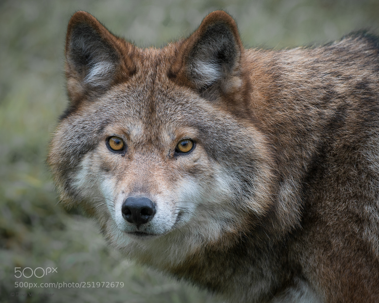 Nikon D800 sample photo. Coyote photography