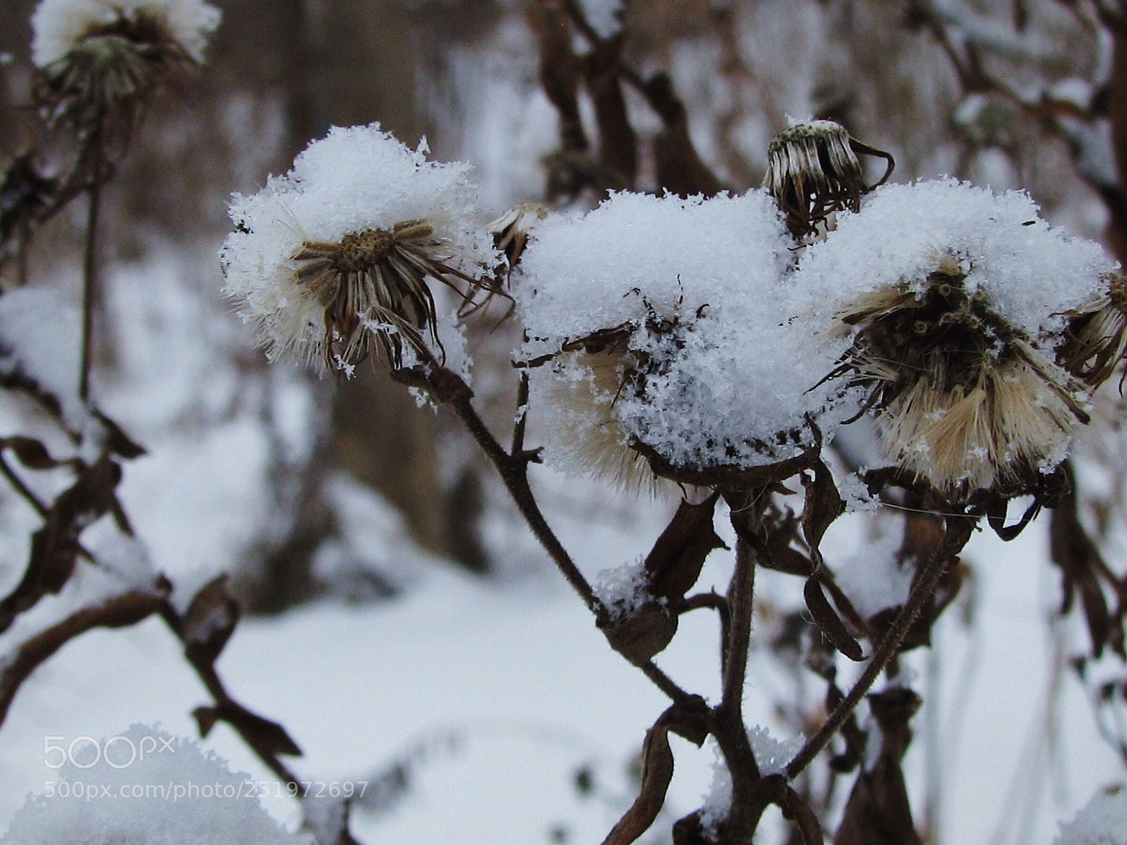 Canon POWERSHOT S5 IS sample photo. Freezing all the time 
 photography