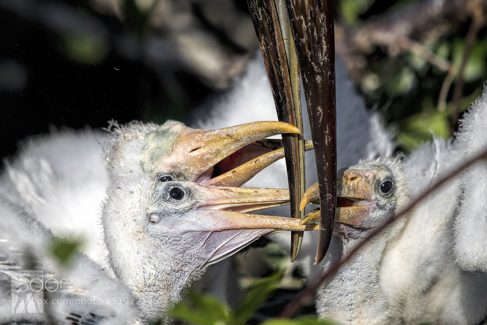 Nikon D810 sample photo. Three chicks  1747 photography
