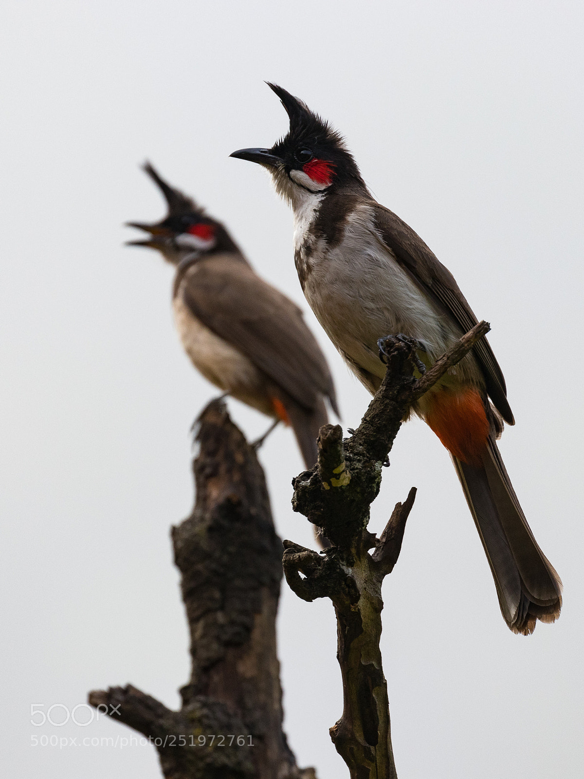 Canon EOS 80D sample photo. Red-whiskered bulbuls photography